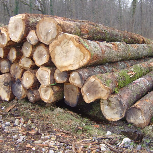 Eschenstammholz – Komplette LKW-Ladung 50 Raummeter – PEFC-zertifiziert