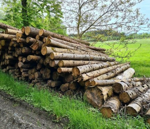 Fichtenstammholz – Komplette LKW-Ladung 50 Raummeter – PEFC-zertifiziert